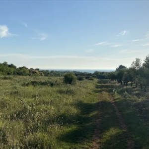 121 Olive Cycling Trail